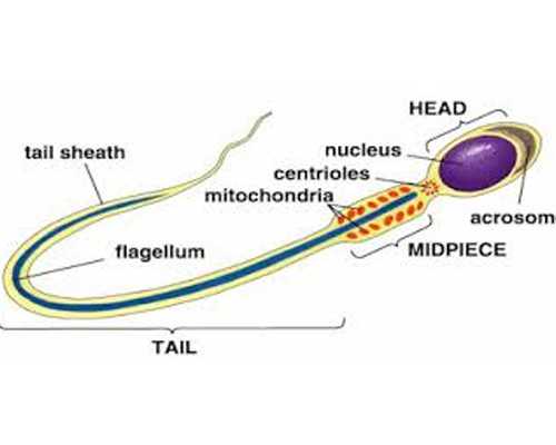 武汉那个医院做供卵试管较快,武汉有做供卵试管医院吗？