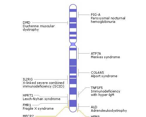 武汉代孕正规吗,试管能选择性别吗【武汉助孕公司哪家好】