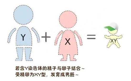 香港代怀孕生殖_妇幼保健院可以做试管婴儿医院具备哪些硬性条件？